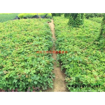 「雞爪槭」苗圃雞爪槭_價(jià)格_圖片