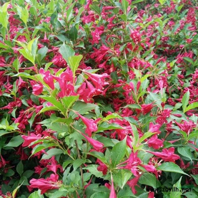 「灑金柏」苗圃灑金柏_價(jià)格_圖片