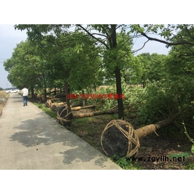 「蜀檜」苗圃蜀檜_價格_圖片