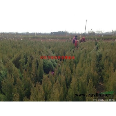 萬綠園林櫻花價格_櫻花圖片_櫻花產(chǎn)地_櫻花綠化苗木苗圃基地