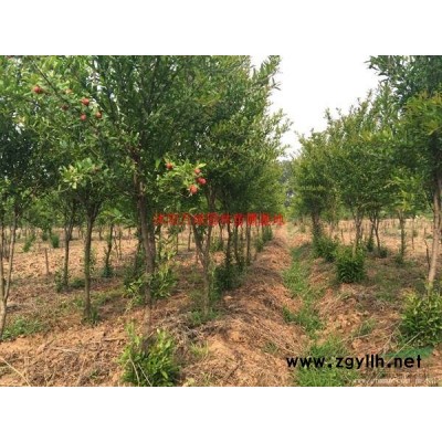 萬黃金槐價格_黃金槐圖片_黃金槐產地_黃金槐綠化苗木苗圃基地