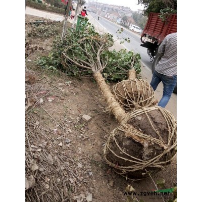 供應垂絲海棠苗木