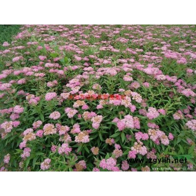 萬綠園林絲蘭、劍蘭圖片-價格-綠化苗木基地產地直銷