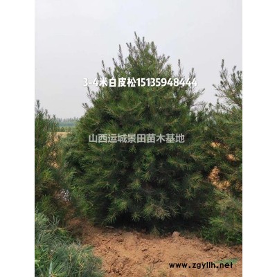 今日山西核桃樹報價單·8-12公分占占核桃樹價格30元一棵