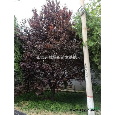 粗度核桃樹10公分多少錢一棵？10公分核桃樹報價是多少錢？