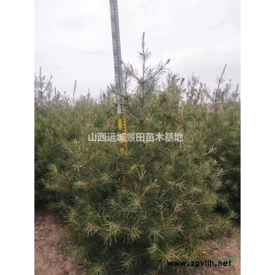 哪里有核桃苗？一棵核桃樹(shù)苗多少錢(qián)_一棵核桃樹(shù)苗多少錢(qián)價(jià)格
