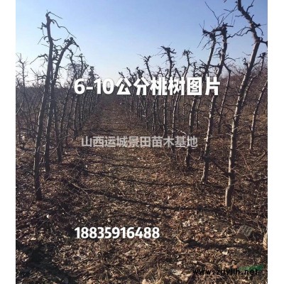 白皮松產地在哪里？山西白皮松種植基地？白皮松產地詳情