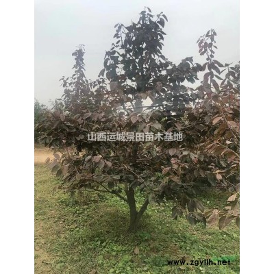 山西運城國槐基地·常年不定期處理擴路行道樹國槐
