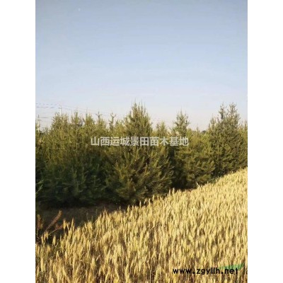今年杏梅8-10公分價格，12公分杏梅樹產地裝車價格