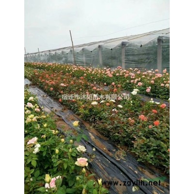 巨紫荊價格_巨紫荊圖片_巨紫荊產地_巨紫荊綠化苗木苗圃基地