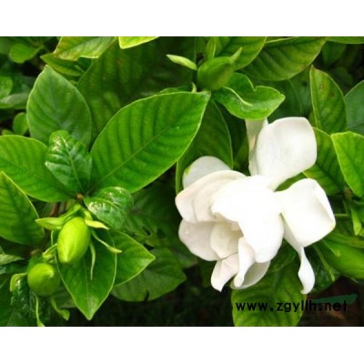 塔檜價格_塔檜圖片_塔檜產地_塔檜綠化苗木苗圃基地