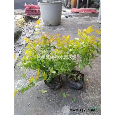 供應精品茶梅