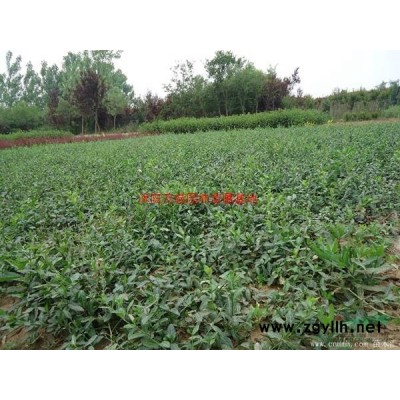 萬無刺枸骨球價格_無刺枸骨球產地_無刺枸骨球綠化苗木苗圃基地