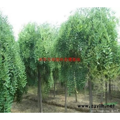 小葉黃楊、小葉黃楊苗