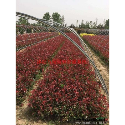 萬綠園林欒樹價格_欒樹圖片_欒樹產地_欒樹綠化苗木苗圃基地