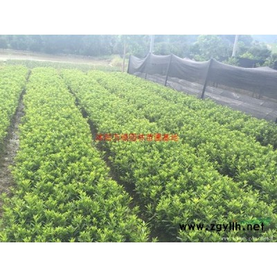 萬綠園林木瓜價格_木瓜圖片_木瓜產地_木瓜綠化苗木苗圃基地