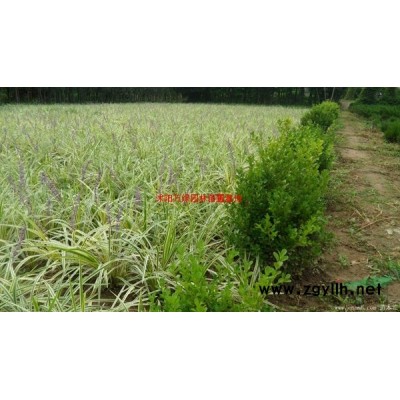 萬綠園林紅櫸價格_紅櫸圖片_紅櫸產地_紅櫸綠化苗木苗圃基地