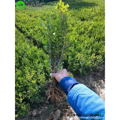 萬紫葉小波球價格_紫葉小波球產地_紫葉小波球綠化苗木苗圃基地