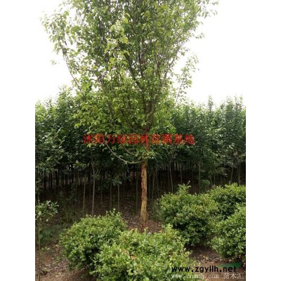 萬綠園林爬行衛矛價格_爬行衛矛產地_爬行衛矛綠化苗木苗圃基地