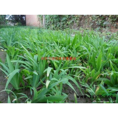 萬綠園林木瓜海棠價格_木瓜海棠產地_木瓜海棠綠化苗木苗圃基地