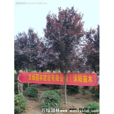 萬綠園林青楓價格_青楓圖片_青楓產地_青楓綠化苗木苗圃基地