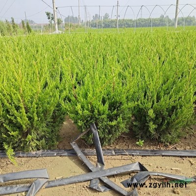 萬綠園林法國冬青價格_法國冬青產(chǎn)地_法國冬青綠化苗木苗圃基地