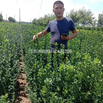 沭陽北海道黃楊基地 銷售日本黃楊圖片