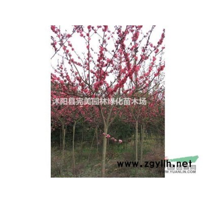 供應棣棠苗木_棣棠價格_棣棠圖片