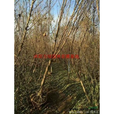 「紅葉石楠杯苗」紅葉石楠_價(jià)格_圖片