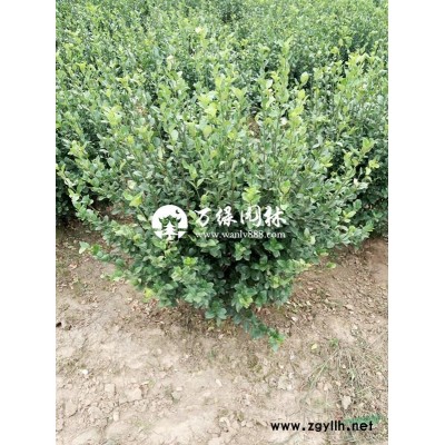 萬美人梅價格_美人梅圖片_美人梅產(chǎn)地_美人梅綠化苗木苗圃基地