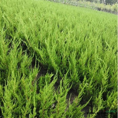 萬紅葉石楠柱價格_紅葉石楠柱產地_紅葉石楠柱綠化苗木苗圃基地