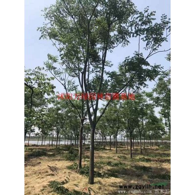 *北京檜基地 低價 供應各種規格北京檜 基地直銷