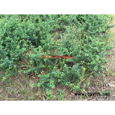 萬夾竹桃價格_夾竹桃圖片_夾竹桃產地_夾竹桃綠化苗木苗圃基地