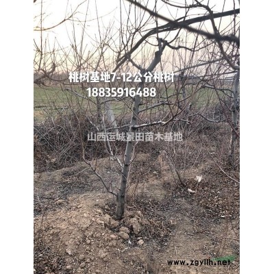 8公分紙皮核桃樹價格=8公分薄皮核桃樹價格=8公分香菱核桃樹