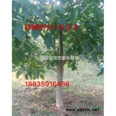山西6-8公分核桃樹(shù)多少錢(qián)一棵？核桃樹(shù)哪里多？核桃樹(shù)多少錢(qián)