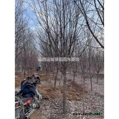 10公分核桃樹價錢，10公分核桃樹產(chǎn)地，10公分核桃樹多少錢