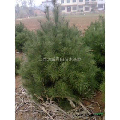 10公分核桃樹照片·10公分核桃樹產(chǎn)地·10公分核桃樹價錢