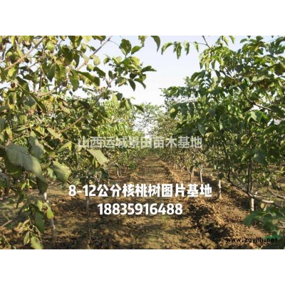 國槐價格·山西絳縣12-13-15-18-20-22公分國槐