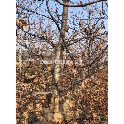 出售白皮松·1米5白皮松·2米白皮松·占地白皮松價格查詢