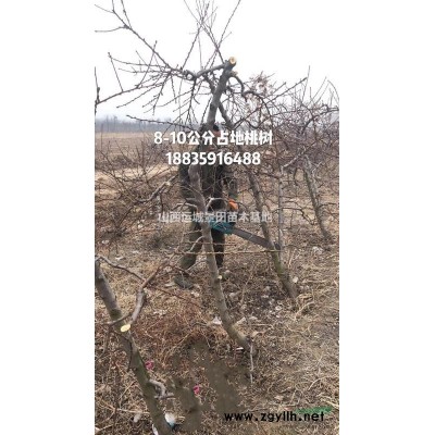 白皮松價格·白皮松基地·1米5白皮松-2米占地白皮松量大