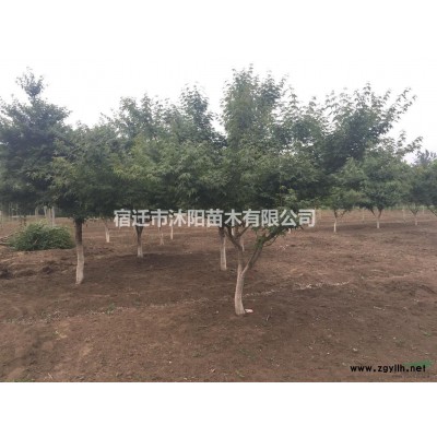 迎夏價格_迎夏圖片_迎夏產地_迎夏綠化苗木苗圃基地