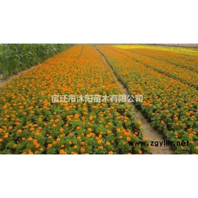 小葉女貞球價格_小葉女貞球產地_小葉女貞球綠化苗木苗圃基地