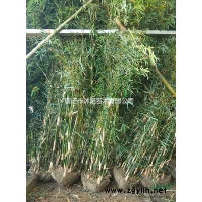 無刺枸骨球價格_無刺枸骨球產地_無刺枸骨球綠化苗木苗圃基地