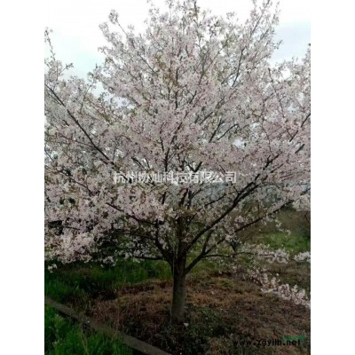供有三角楓10公分到20公分出售