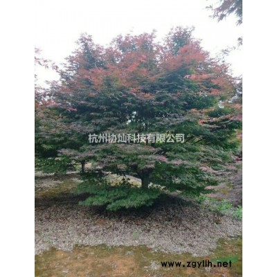 18公分原樁紅梅一支