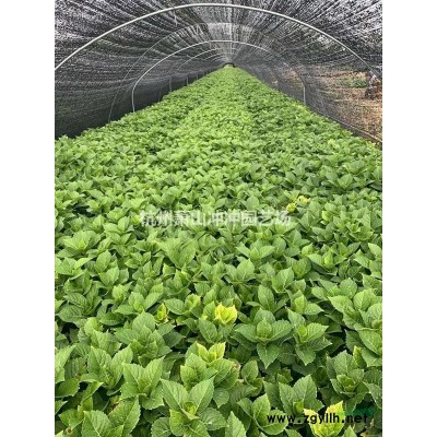 供應(yīng)精品黃金茶