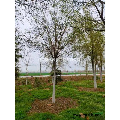 金葉復(fù)葉槭（精品金葉復(fù)葉槭）（占地復(fù)葉槭）