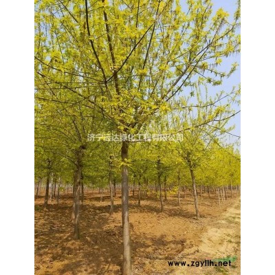 五角楓（元寶楓）（精品五角楓）（占地元寶楓）