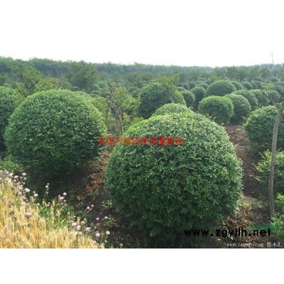 萬小葉扶芳藤價格_小葉扶芳藤產地_小葉扶芳藤綠化苗木苗圃基地