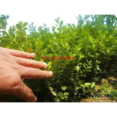 萬綠園林紅梅價格_紅梅圖片_紅梅產地_紅梅綠化苗木苗圃基地